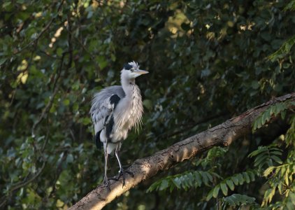 Reiher 2.jpg Reiher 2.jpg