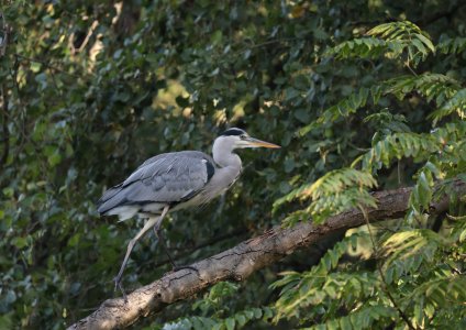 Reiher 3.jpg Reiher 3.jpg