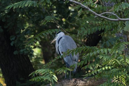 Reiher 4.jpg Reiher 4.jpg