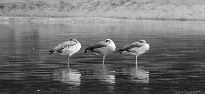 Nilgänse sw.jpeg Nilgänse sw.jpeg