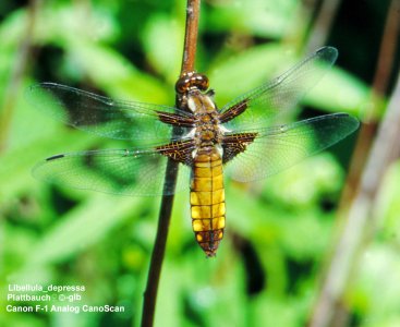 Libellen-Plattbauch♀©_w.jpg