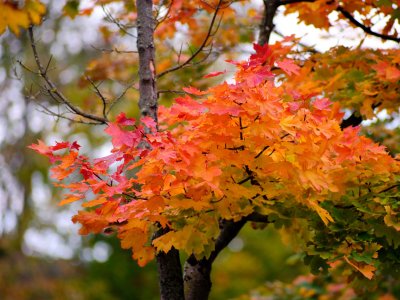 GFXD0007.jpg GFXD0007.jpg