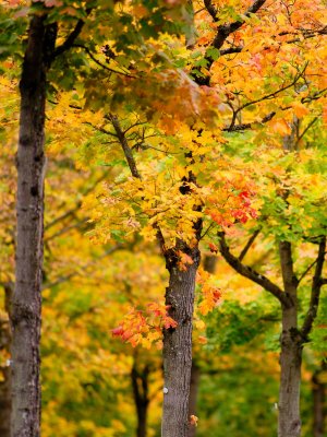 GFXD0011.jpg GFXD0011.jpg