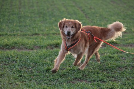 Yenko in Rottweil.jpg