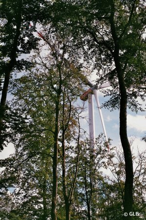 Windrad im Wald.jpg