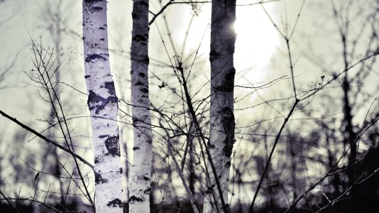 Drei fast weisse Birken.JPG