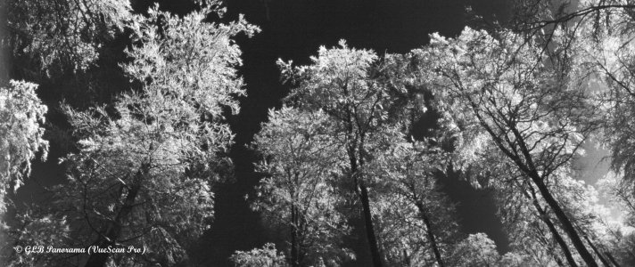 Winterwald-Die Bäume verneigen sich ©SW.jpg