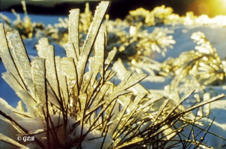 Kammeis auf Ginster im Gegenlicht© GLB.jpg