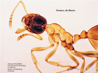 Ameisenmalzeit ©.jpg