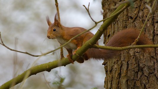 Eichhörnchen--20240310_0069.jpg