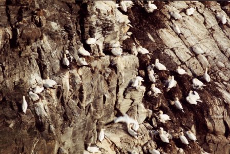 Basstolpel-Kolonie auf Runde.jpg