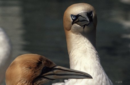 Zwei Basstölpel.jpg