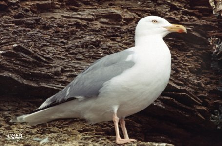 Silbermöwe lateral.jpg