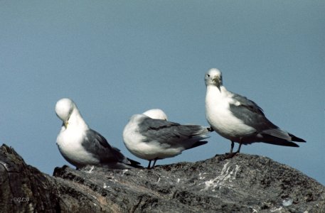 Drei-Zehen-Möwen_2000.jpg