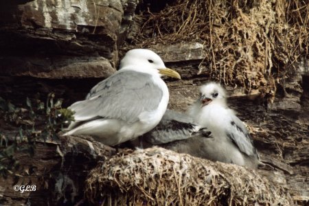 Dreizehen-Möwe-mit-Jungen-am-Nest.jpg