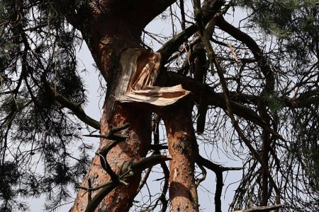 Baum 100 gezoomt.jpg Baum 100 gezoomt.jpg