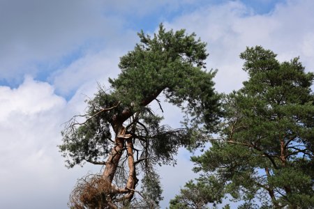 Baum 100.jpg Baum 100.jpg