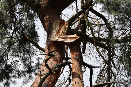 Baum 500.jpg Baum 500.jpg