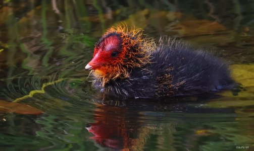 Blässhuhn Küken  1.jpeg