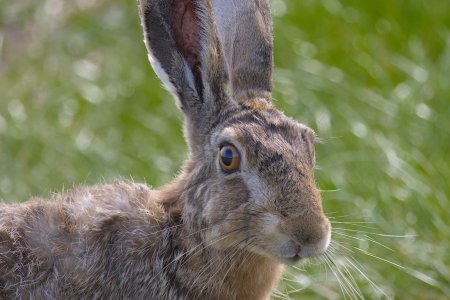 2024-05-15_EOS R7_0052-Ich sehe Dich (Feldhase).jpg