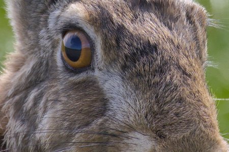 2024-05-15_EOS R7_0052_01-Ich sehe Dich (nah) (Feldhase).jpg