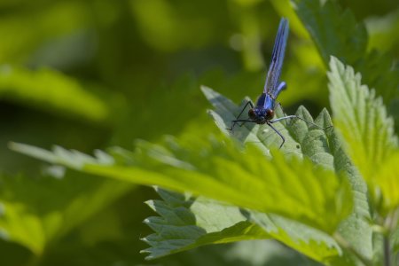 2024-05-23_EOS R7_0027-Auf der Hut (Gebänderte Prachtlibelle - männlich).jpg