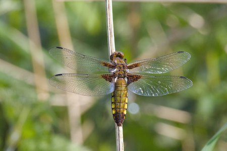 2024-05-20_EOS R7_0009_Plattbauch-weiblich.jpg