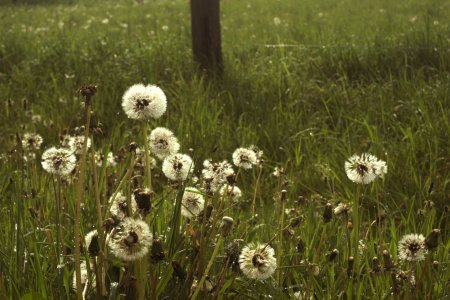 1_dandelion-Tessar_original_size.jpg