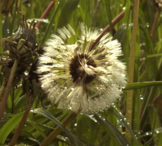 2_dandelion-Tessar_enlarged.jpg 2_dandelion-Tessar_enlarged.jpg