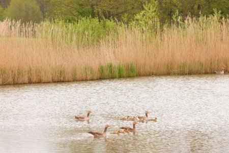 5_Goose_family-Orestor_original_size.jpg 5_Goose_family-Orestor_original_size.jpg