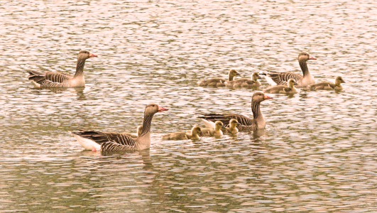 6_Goose_family-Orestor_enlarged.png 6_Goose_family-Orestor_enlarged.png