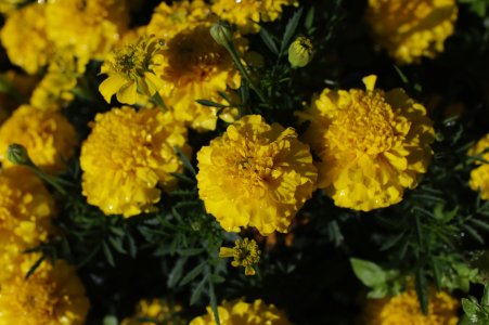 2024-06-26  SIGMAQ  OOC  JPG_SDI0012.JPG