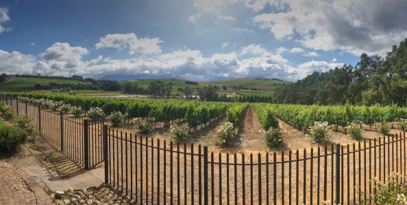 Blick auf den Wein_Ausgewogen.jpg