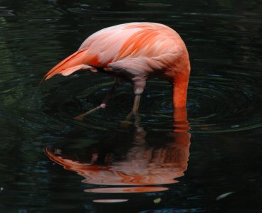 Flamingo (1).JPG
