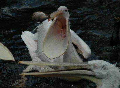 Großes Fressen (1).JPG