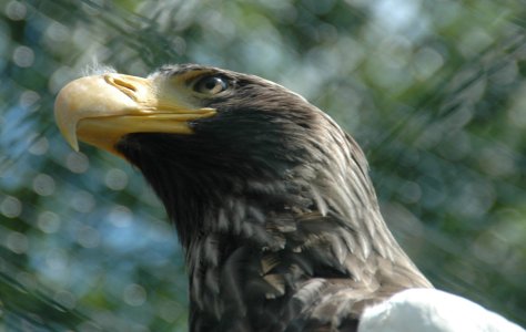 Seeadler.JPG
