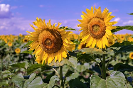 2024-07-14  NX300M  LE-MIX_SAM0702.jpg