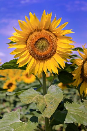 2024-07-14  NX300M  LE-MIX_SAM0711.jpg