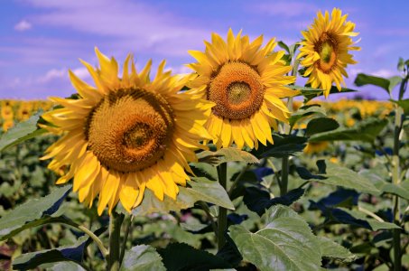 2024-07-14  NX300M  LE-MIX_SAM0725.jpg