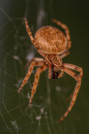 DSC_4811-Verbessert-RR_klein.jpg DSC_4811-Verbessert-RR_klein.jpg