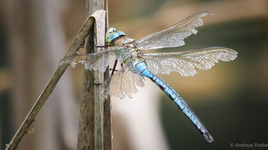 2024-07-05 15-09-27 (A,Radius10,Smoothing5)-Bearbeitet.jpg