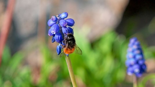 Mini_P1395452.jpg Mini_P1395452.jpg