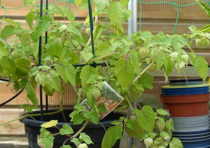 Physalis 1.JPG