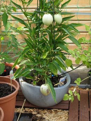 Pepino Birnenmelone 1.JPG