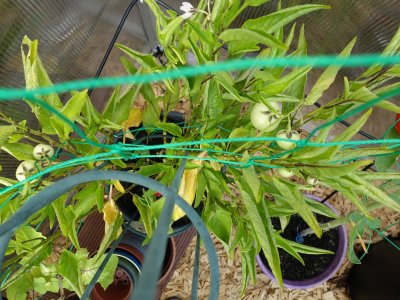 Pepino Birnenmelone 2.JPG