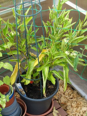 Pepino Birnenmelone 3.JPG