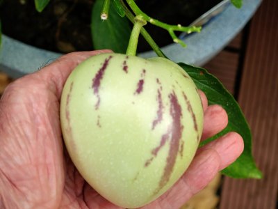 Pepino Birnenmelone 4.jpg