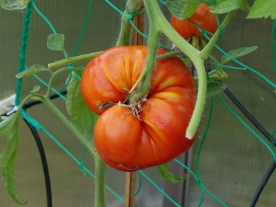 Purple Calabash 1.JPG