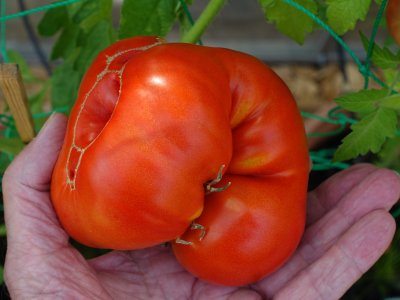 Purple Calabash 2.JPG