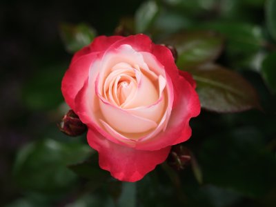 XH2F0016 1.jpg XH2F0016 1.jpg